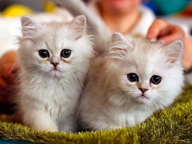 Породы кошек в Поворино | ЗооТом портал о животных