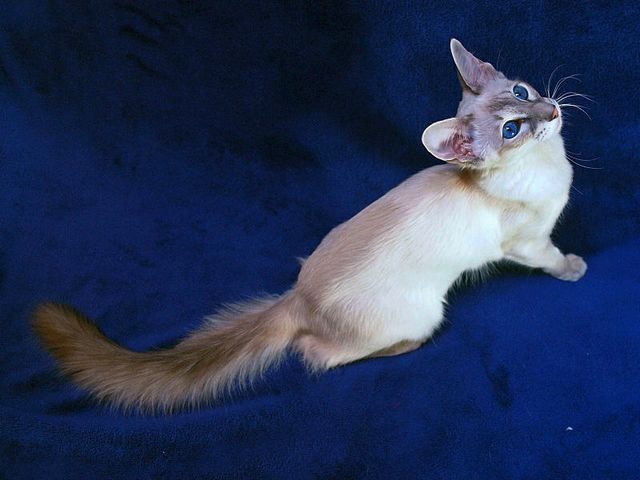Выведенные породы кошек в Поворино | ЗооТом портал о животных