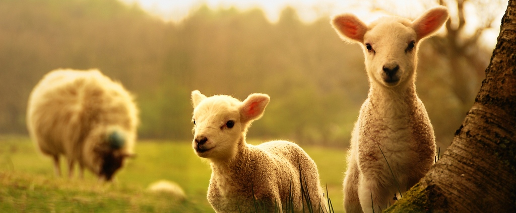 Объявления о сельскохозяйственных животных | ЗооТом - продажа, вязка и услуги для животных в Поворино