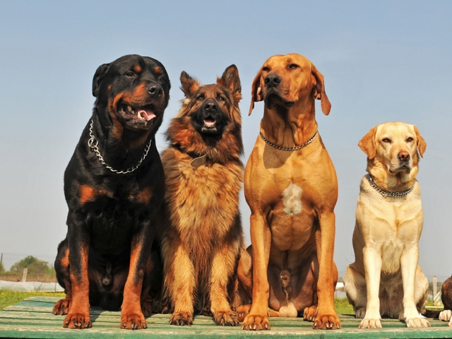 Крупные породы собак в Поворино | ЗооТом портал о животных
